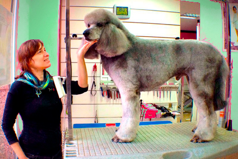 Peluquería Canina Nanuka Style Resultados Caniche