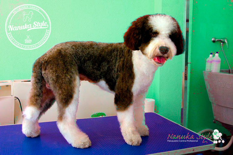 Peluquería Canina Nanuka Style Resultados Perro de Aguas